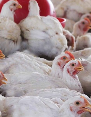 Una alternativa a la administración de colina sintética en broilers - Image 1