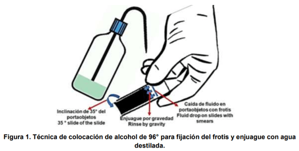 Evaluación de la técnica modificada de tinción Giemsa en la valoración acrosomal de espermatozoides de mamíferos - Image 1