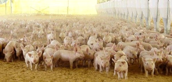 Factores determinantes del bienestar animal - Image 4