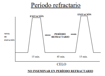 Importancia del manejo de la hembra de reemplazo - Image 4