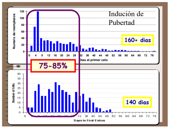 Importancia del manejo de la hembra de reemplazo - Image 3