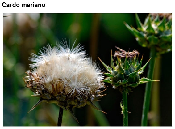 COVID-19: desencadena un “síndrome de tormenta de citoquinas” que es letal - Image 7