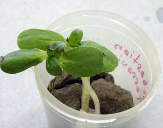 El cultivo de girasol y la presencia de la “chinche diminuta” Nysius sp. - Image 1