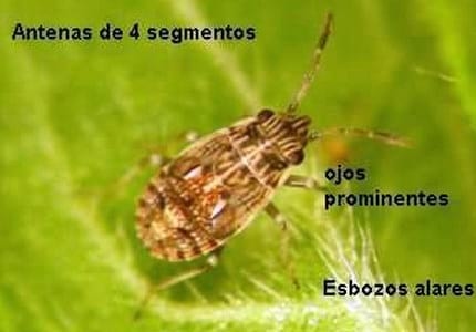 El cultivo de girasol y la presencia de la “chinche diminuta” Nysius sp. - Image 3