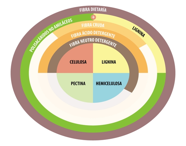 Alimentos iniciales ¿Son las fuentes de fibra una estrategia nutricional para el pollo de engorda? Parte 1 - Image 2