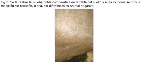 La Tuberculosis en el ganado bovino - Image 6