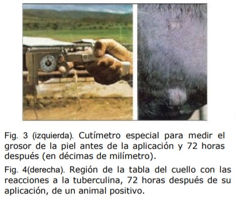 La Tuberculosis en el ganado bovino - Image 2