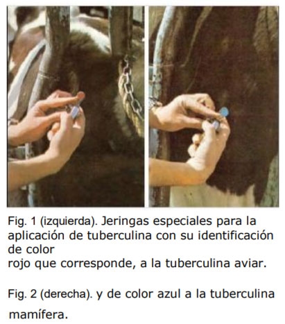 La Tuberculosis en el ganado bovino - Image 1