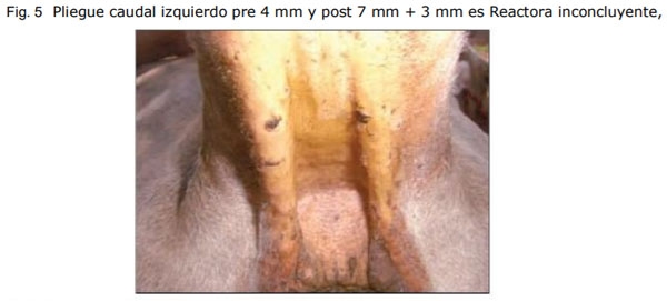 La Tuberculosis en el ganado bovino - Image 5