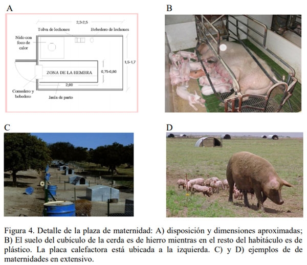 Instalaciones para porcinos - Image 4