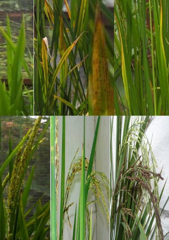 Efecto de la fertilización y la influencia del pH del suelo sobre el rendimiento de granos en el cultivo del arroz - Image 6