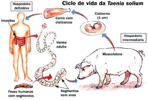 Cysticercus Cellulosae en carne de cerdos, Técnicas para eliminarlo - Image 1