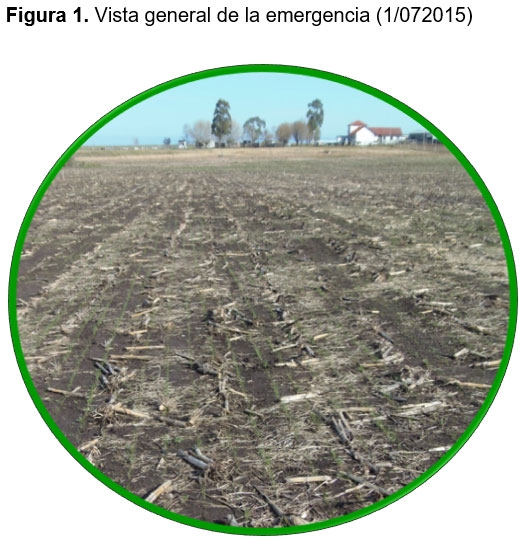 Evaluación forrajera de diferentes cultivares de festuca (Schedonorus arundinaceus) en mezcla con alfalfa (Medicago sativa L.). - Image 1
