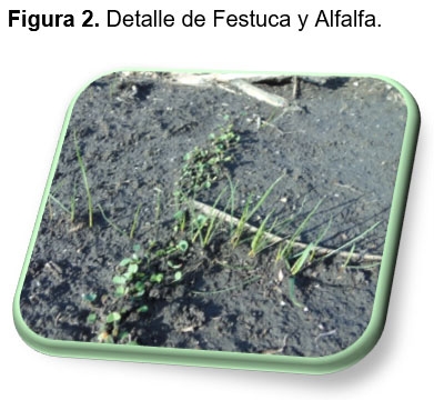 Evaluación forrajera de diferentes cultivares de festuca (Schedonorus arundinaceus) en mezcla con alfalfa (Medicago sativa L.). - Image 2