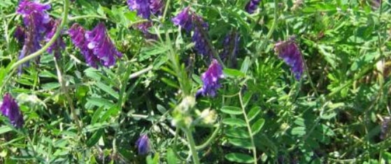 Intoxicación con vicia, un problema cada vez más frecuente - Image 3