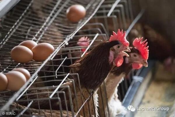 La solución de coccidios de gallinas sin pérdida de huevo y lesiones - Image 1