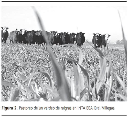 Planteos de invernada: puntos críticos para una recría bovina eficiente - Image 2