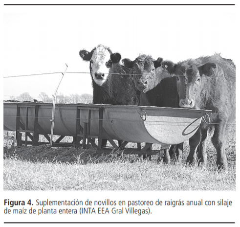 Planteos de invernada: puntos críticos para una recría bovina eficiente - Image 4