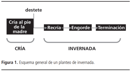 Planteos de invernada: puntos críticos para una recría bovina eficiente - Image 1