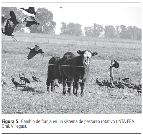 Planteos de invernada: puntos críticos para una recría bovina eficiente - Image 7