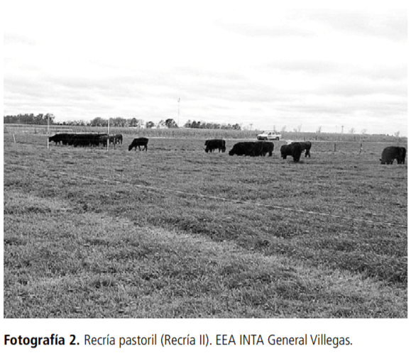 Recría de terneros a corral: ganancia de peso, peso de ingreso, manejo de la alimentación - Image 2
