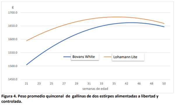 Respuesta productiva y económica de dos estirpes de ponedoras a dos sistemas de alimentación - Image 9
