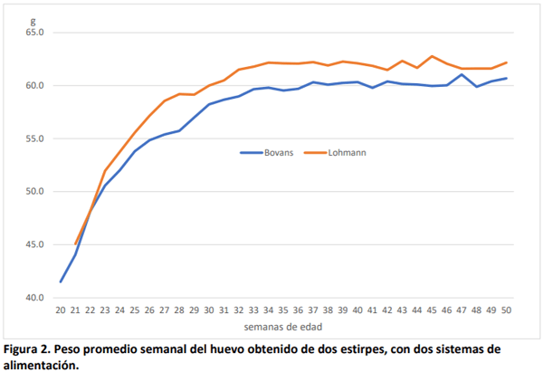 Respuesta productiva y económica de dos estirpes de ponedoras a dos sistemas de alimentación - Image 7
