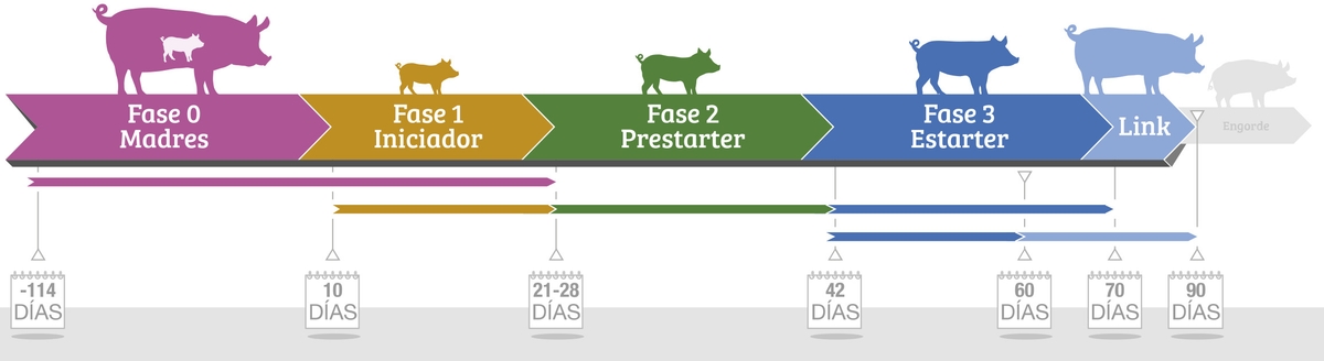Lechones: Programas nutricionales de Produmix - Image 2