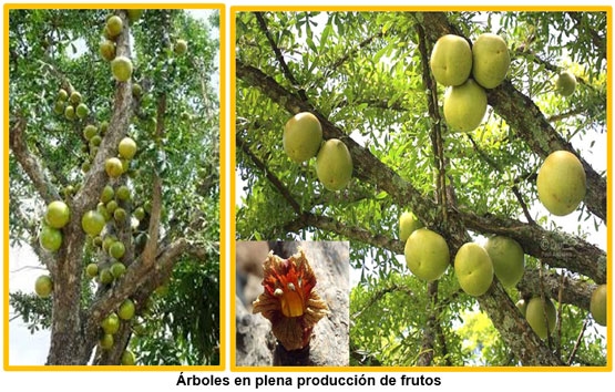 La importancia del arbol de morro (Crescentia alata) dentro de los sistemas de producción animal. - Image 2