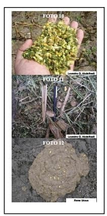 Ensilaje de maíz para optimizar la producción de leche y carne en el trópico. - Image 10