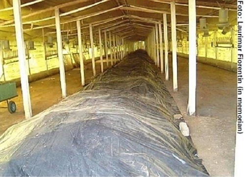 Enemigos ocultos en las camas de pollo de engorde. Experiencias de campo - Image 2