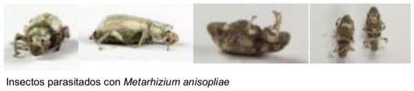 Evaluación de la eficacia de Metarhizium anisopliae y de Beauveria bassiana sobre el control de picudos asociados al cultivo de vid, utilizando activadores de patogenicidad - Image 5
