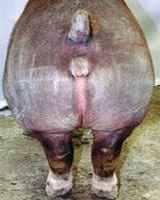 Guías de Conformación y Fortaleza Estructural para Hembras Primerizas de Reemplazo - Image 10