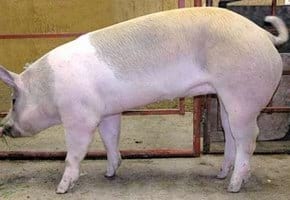 Guías de Conformación y Fortaleza Estructural para Hembras Primerizas de Reemplazo - Image 7