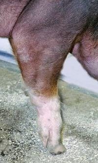 Guías de Conformación y Fortaleza Estructural para Hembras Primerizas de Reemplazo - Image 20