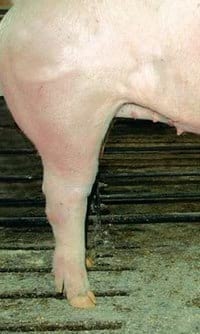 Guías de Conformación y Fortaleza Estructural para Hembras Primerizas de Reemplazo - Image 15