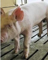 Guías de Conformación y Fortaleza Estructural para Hembras Primerizas de Reemplazo - Image 9