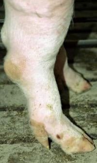 Guías de Conformación y Fortaleza Estructural para Hembras Primerizas de Reemplazo - Image 16