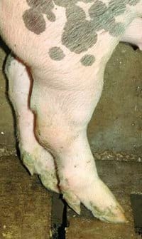 Guías de Conformación y Fortaleza Estructural para Hembras Primerizas de Reemplazo - Image 14