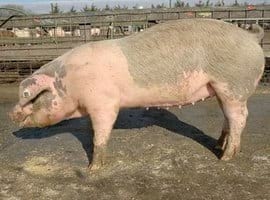 Guías de Conformación y Fortaleza Estructural para Hembras Primerizas de Reemplazo - Image 8