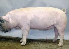 Guías de Conformación y Fortaleza Estructural para Hembras Primerizas de Reemplazo - Image 1