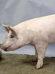 Guías de Conformación y Fortaleza Estructural para Hembras Primerizas de Reemplazo - Image 5