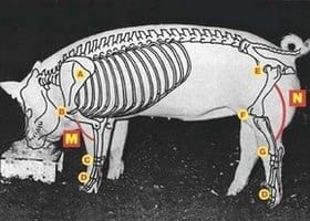 Guías de Conformación y Fortaleza Estructural para Hembras Primerizas de Reemplazo - Image 2