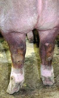 Guías de Conformación y Fortaleza Estructural para Hembras Primerizas de Reemplazo - Image 17