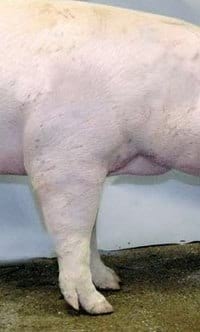 Guías de Conformación y Fortaleza Estructural para Hembras Primerizas de Reemplazo - Image 18