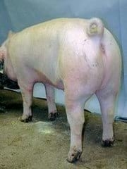 Guías de Conformación y Fortaleza Estructural para Hembras Primerizas de Reemplazo - Image 4