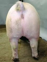 Guías de Conformación y Fortaleza Estructural para Hembras Primerizas de Reemplazo - Image 3