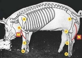 Guías de Conformación y Fortaleza Estructural para Hembras Primerizas de Reemplazo - Image 6