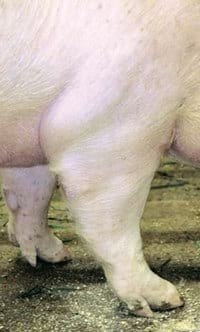 Guías de Conformación y Fortaleza Estructural para Hembras Primerizas de Reemplazo - Image 19