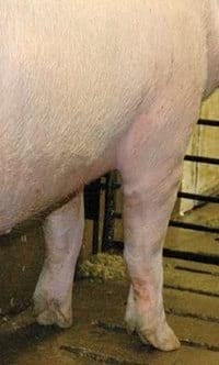 Guías de Conformación y Fortaleza Estructural para Hembras Primerizas de Reemplazo - Image 21